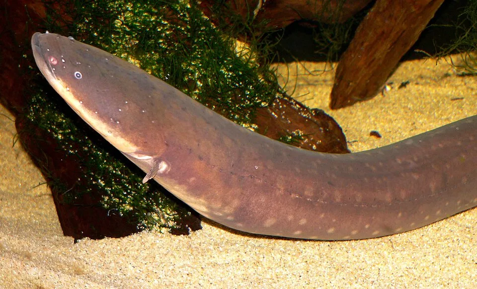 Picture