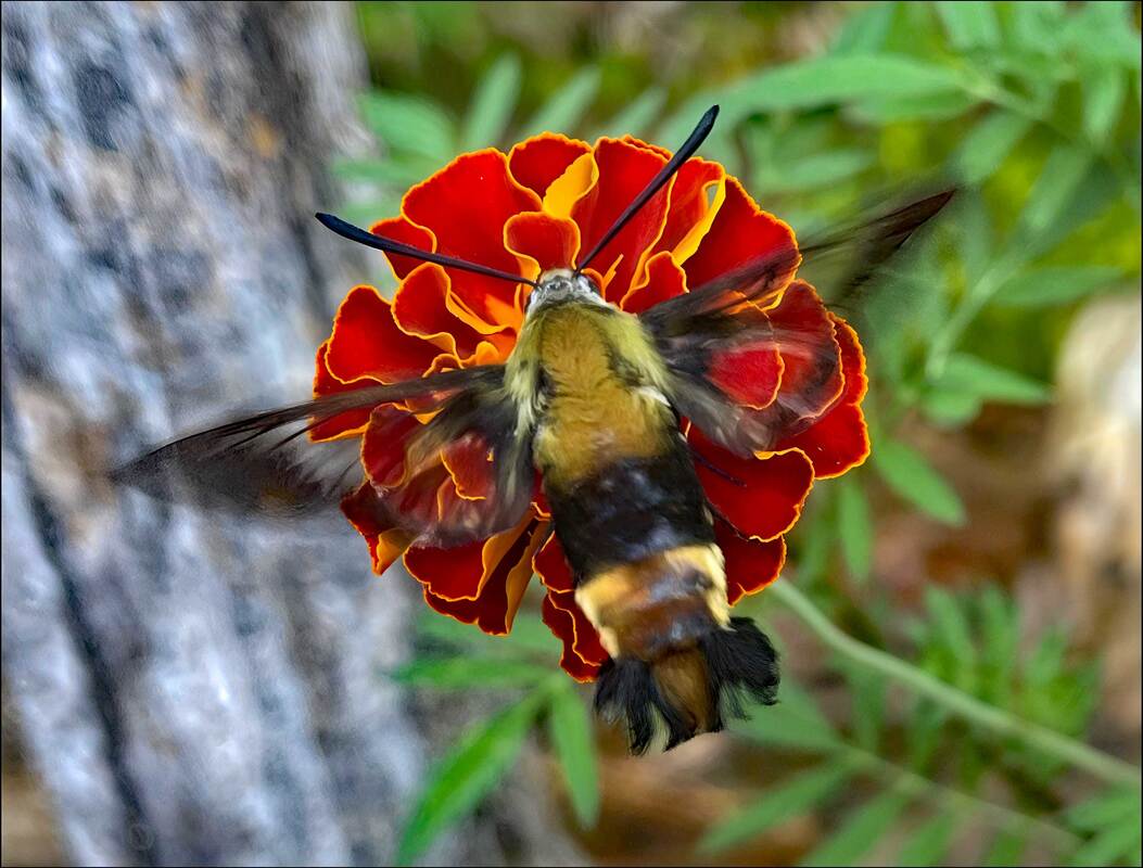 Picture